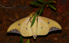 Eacles imperialis cacicus