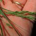 Carex arctata - Photo (c) Rob Curtis, μερικά δικαιώματα διατηρούνται (CC BY-NC-SA), uploaded by Rob Curtis