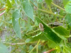Catorhintha apicalis