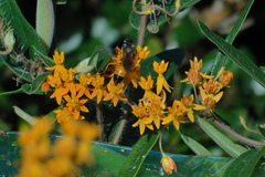 Sphex ichneumoneus