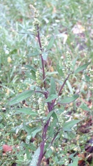 Chenopodium striatiforme