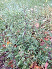 Chenopodium striatiforme