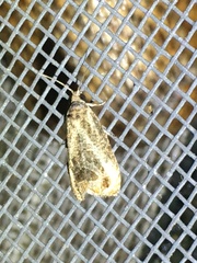 Olethreutes inornatana