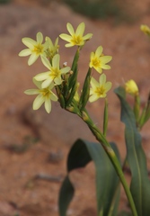 Moraea bifida