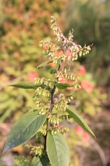 Vaccinium mandarinorum
