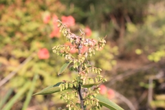 Vaccinium mandarinorum