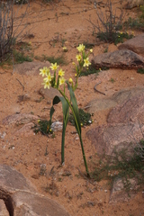 Moraea bifida