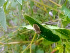 Catorhintha apicalis