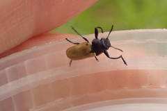 Labidostomis longimana