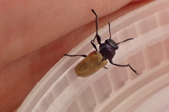 Labidostomis longimana