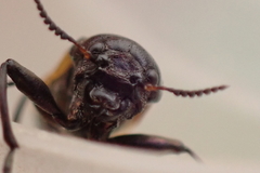 Labidostomis longimana