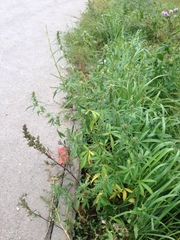 Cannabis sativa spontanea