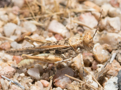 Derotmema laticinctum