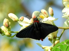 Elbella scylla