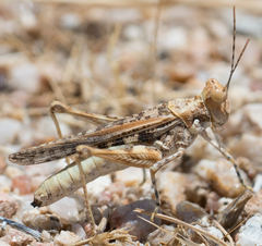 Derotmema laticinctum