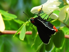 Elbella scylla