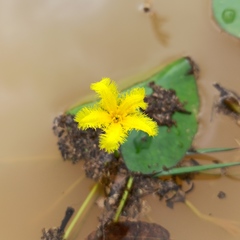Nymphoides fallax