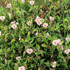 Commelina scabra