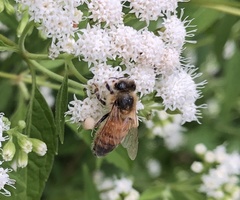 Apis mellifera