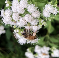 Apis mellifera