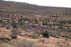 Eberlanzia