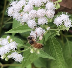 Apis mellifera