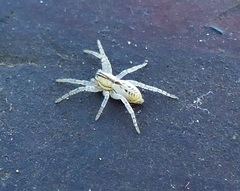 Arachosia praesignis