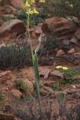 Moraea bifida