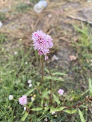 Bistorta officinalis