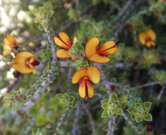 Pultenaea densifolia