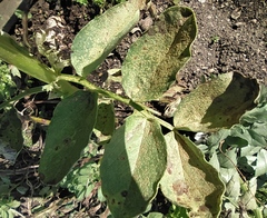 Uromyces viciae-fabae