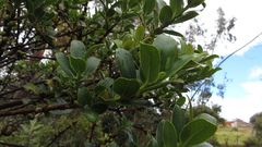 Symplocos theiformis