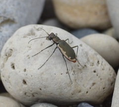 Cicindela marginipennis