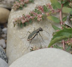 Cicindela marginipennis