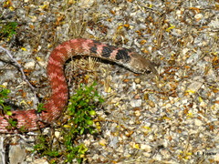 Coachwhip photo 5