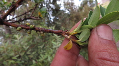 Symplocos theiformis