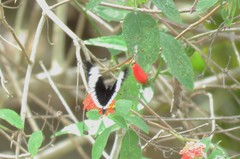 Heliconius sapho sapho