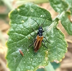 Oedemera simplex