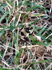 Bombus nevadensis