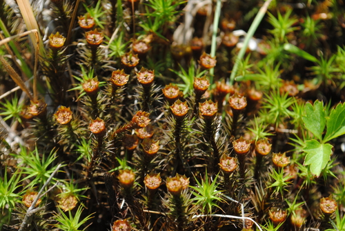 Polytrichum juniperinum