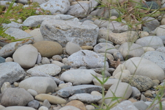 Cicindela marginipennis