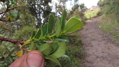 Symplocos theiformis