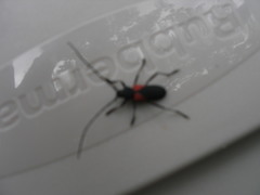 Purpuricenus humeralis