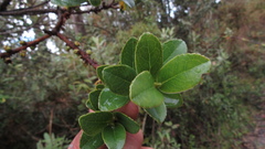 Symplocos theiformis