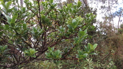 Symplocos theiformis