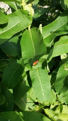 Tetraopes tetrophthalmus