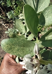 Uromyces viciae-fabae