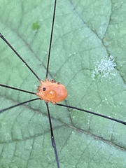 Leiobunum politum