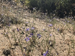 Eriastrum sapphirinum sapphirinum