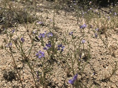 Eriastrum sapphirinum sapphirinum